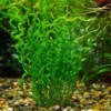 Corkscrew Sword Aquarium Plant Live, Live Aquarium Tanks Curly Aquatic Plants, 1 Plant, Live Aquarium Plants, Freshwater Aquarium for Planting Ponds