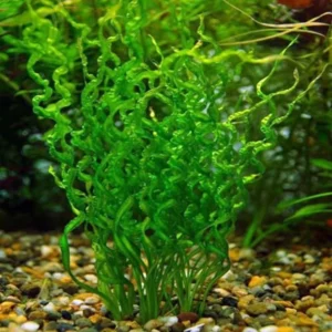 Corkscrew Sword Aquarium Plant Live, Live Aquarium Tanks Curly Aquatic Plants, 1 Plant, Live Aquarium Plants, Freshwater Aquarium for Planting Ponds