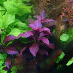 Dark Red Ludwigia Aquarium Plants Live, 1 Bundle Ludwigia Aquatic Plants, No Root, 5 to 7 Stems, Live Aquarium Plants, Freshwater Aquarium for Planting