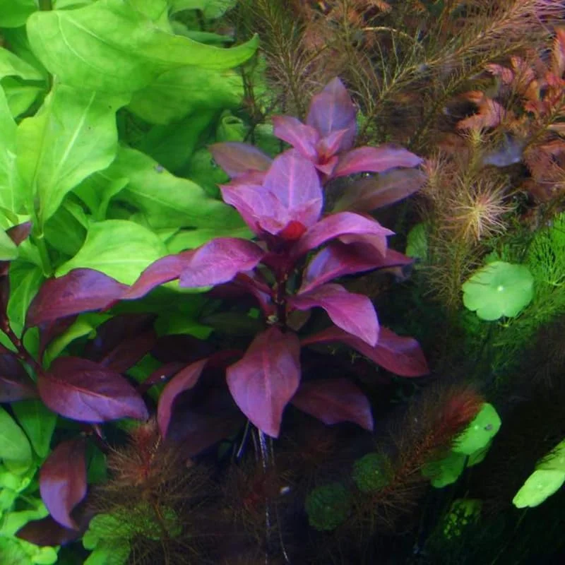 Dark Red Ludwigia Aquarium Plants Live, 1 Bundle Ludwigia Aquatic Plants, No Root, 5 to 7 Stems, Live Aquarium Plants, Freshwater Aquarium for Planting