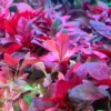 Dark Red Ludwigia Aquarium Plants Live, 1 Bundle Ludwigia Aquatic Plants, No Root, 5 to 7 Stems, Live Aquarium Plants, Freshwater Aquarium for Planting