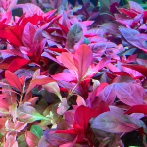 Dark Red Ludwigia Aquarium Plants Live, 1 Bundle Ludwigia Aquatic Plants, No Root, 5 to 7 Stems, Live Aquarium Plants, Freshwater Aquarium for Planting