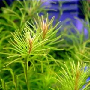 Green Rotala Aquarium Plants Live, 1 Bundle Rotala Aquatic Plants, No Root, 5 to 7 Stems, Live Aquarium Plants, Freshwater Aquarium for Planting