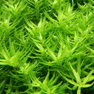 Green Rotala Aquarium Plants Live, Live Aquarium Tanks Rotala Aquatic Plants, No Root, 5 to 7 Stems, Live Aquarium Plants, Freshwater Aquarium for Planting Ponds