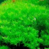 Green Rotala Aquarium Plants Live, 1 Bundle Rotala Aquatic Plants, No Root, 5 to 7 Stems, Live Aquarium Plants, Freshwater Aquarium for Planting