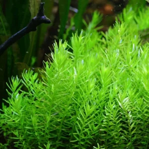 Green Rotala Aquarium Plants Live, 1 Bundle Rotala Aquatic Plants, No Root, 5 to 7 Stems, Live Aquarium Plants, Freshwater Aquarium for Planting