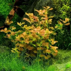 Ludwigia Aquarium Plants Live, 1 Bundle Round Leaf Ludwigia Aquatic Plants, No Root, 5 to 7 Stems, Live Aquarium Plants, Freshwater Aquarium for Planting