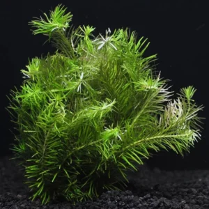 Green Rotala Aquarium Plants Live, Live Aquarium Tanks Rotala Aquatic Plants, No Root, 5 to 7 Stems, Live Aquarium Plants, Freshwater Aquarium for Planting Ponds