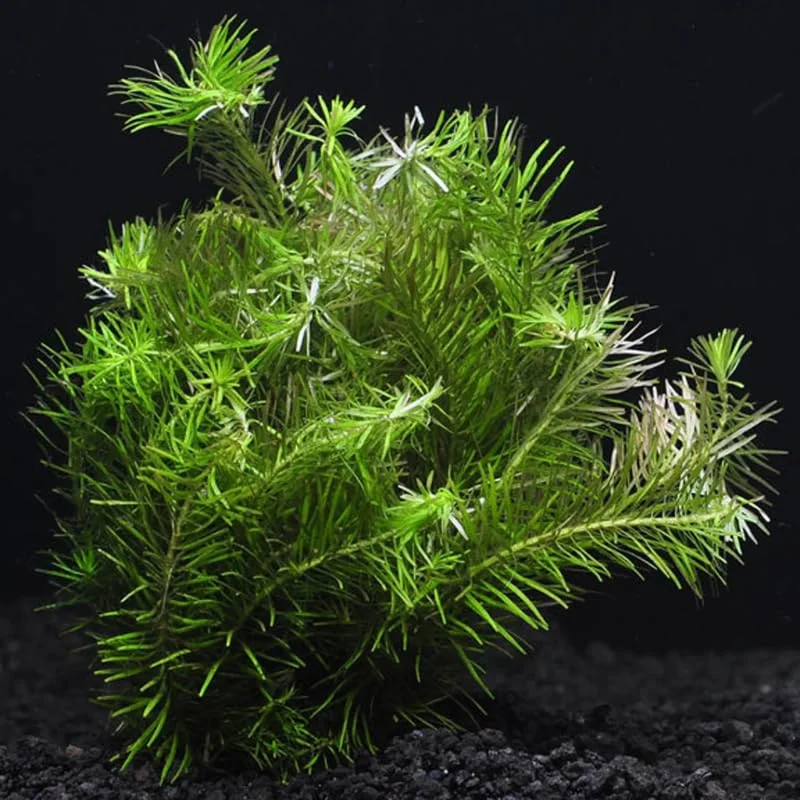 Green Rotala Aquarium Plants Live, Live Aquarium Tanks Rotala Aquatic Plants, No Root, 5 to 7 Stems, Live Aquarium Plants, Freshwater Aquarium for Planting Ponds