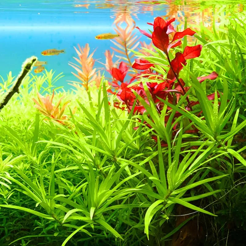 Ludwigia Aquarium Plants Live, 1 Bundle Aquatic Plants, No Root, 5 to 7 Stems, Live Aquarium Plants, Freshwater Aquarium for Planting in Tank, Leaves Dark Green to Brownish Red or Deep Red