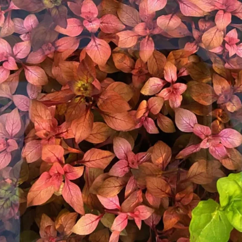 Ludwigia Aquarium Plants Live, 1 Bundle Aquatic Plants, No Root, 5 to 7 Stems, Live Aquarium Plants, Freshwater Aquarium for Planting in Tank, Leaves Dark Green to Brownish Red or Deep Red
