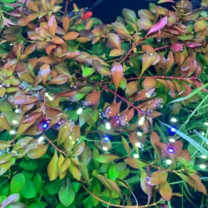 Ludwigia Aquarium Plants Live, 1 Bundle Aquatic Plants, No Root, 5 to 7 Stems, Live Aquarium Plants, Freshwater Aquarium for Planting in Tank, Leaves Dark Green to Brownish Red or Deep Red