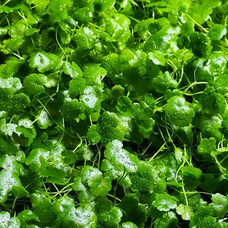 Japanese Dwarf Pennywort Aquarium Plants Live, 1 Bundle Aquatic Plants, No Root, 5 to 7 Stems, Live Aquarium Plants, Freshwater Aquarium for Planting