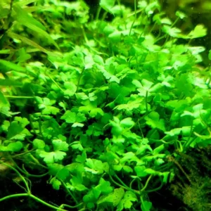 Japanese Dwarf Pennywort Aquarium Plants Live, Live Aquarium Tanks Aquatic Plants, No Root, 5 to 7 Stems, Live Aquarium Plants, Freshwater Aquarium for Planting Ponds