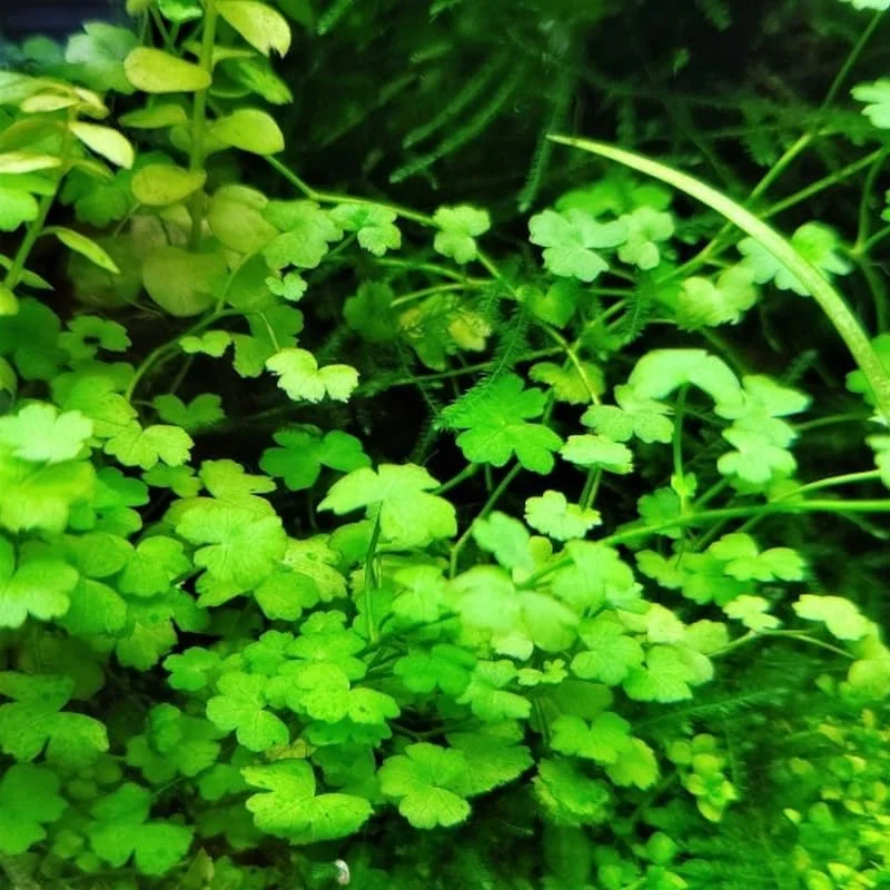 Japanese Dwarf Pennywort Aquarium Plants Live, Live Aquarium Tanks Aquatic Plants, No Root, 5 to 7 Stems, Live Aquarium Plants, Freshwater Aquarium for Planting Ponds