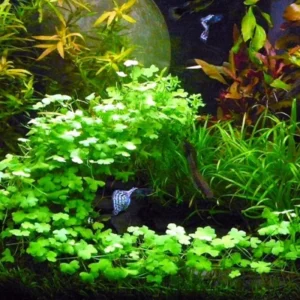 Japanese Dwarf Pennywort Aquarium Plants Live, Live Aquarium Tanks Aquatic Plants, No Root, 5 to 7 Stems, Live Aquarium Plants, Freshwater Aquarium for Planting Ponds