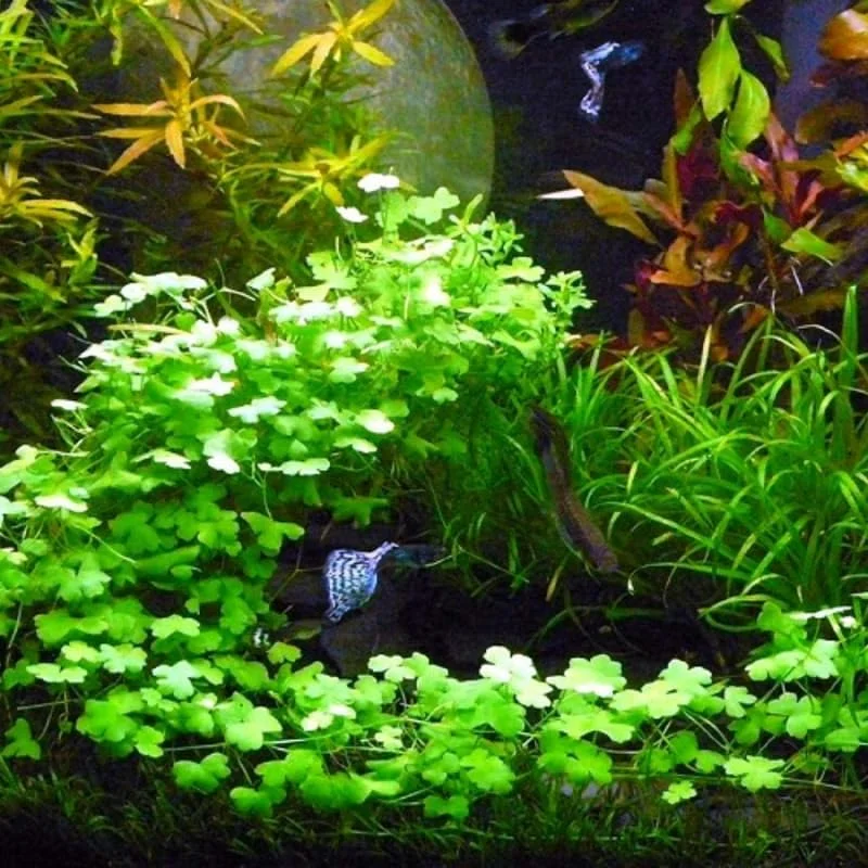 Japanese Dwarf Pennywort Aquarium Plants Live, Live Aquarium Tanks Aquatic Plants, No Root, 5 to 7 Stems, Live Aquarium Plants, Freshwater Aquarium for Planting Ponds