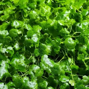 Japanese Dwarf Pennywort Aquarium Plants Live, Live Aquarium Tanks Aquatic Plants, No Root, 5 to 7 Stems, Live Aquarium Plants, Freshwater Aquarium for Planting Ponds