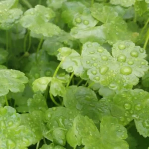 Japanese Dwarf Pennywort Aquarium Plants Live, Live Aquarium Tanks Aquatic Plants, No Root, 5 to 7 Stems, Live Aquarium Plants, Freshwater Aquarium for Planting Ponds