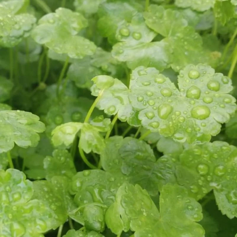 Japanese Dwarf Pennywort Aquarium Plants Live, Live Aquarium Tanks Aquatic Plants, No Root, 5 to 7 Stems, Live Aquarium Plants, Freshwater Aquarium for Planting Ponds