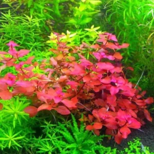 Ludwigia Aquarium Plants Live, 1 Bundle Aquatic Plants, No Root, 5 to 7 Stems, Live Aquarium Plants, Freshwater Aquarium for Planting, Leaves Dark Green to Brownish Red or Deep Red