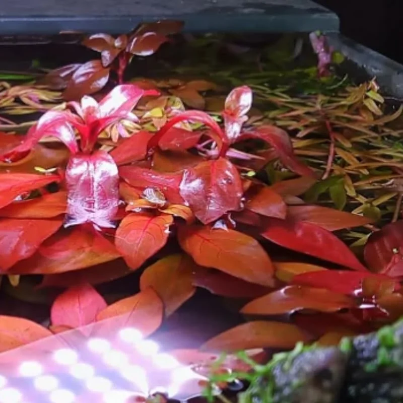 Ludwigia Aquarium Plants Live, 1 Bundle Aquatic Plants, No Root, 5 to 7 Stems, Live Aquarium Plants, Freshwater Aquarium for Planting, Leaves Dark Green to Brownish Red or Deep Red