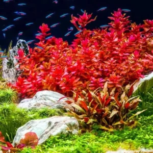 Ludwigia Aquarium Plants Live, 1 Bundle Aquatic Plants, No Root, 5 to 7 Stems, Live Aquarium Plants, Freshwater Aquarium for Planting, Leaves Dark Green to Brownish Red or Deep Red