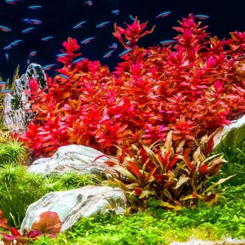 Ludwigia Aquarium Plants Live, 1 Bundle Aquatic Plants, No Root, 5 to 7 Stems, Live Aquarium Plants, Freshwater Aquarium for Planting, Leaves Dark Green to Brownish Red or Deep Red