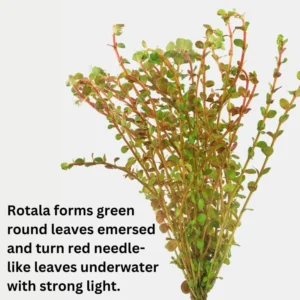 H'ra Red Rotala Rrotundifolia Aquarium Plants Live, Live Aquarium Tanks Rotala Aquatic Plants, No Root, 5 to 7 Stems, Live Aquarium Plants, Freshwater Aquarium for Planting Ponds