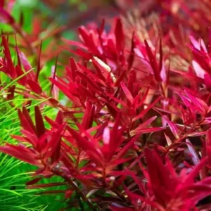 H'ra Red Rotala Rrotundifolia Aquarium Plants Live, Live Aquarium Tanks Rotala Aquatic Plants, No Root, 5 to 7 Stems, Live Aquarium Plants, Freshwater Aquarium for Planting Ponds