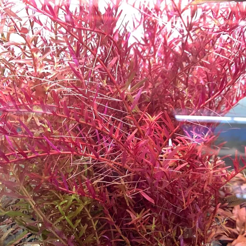 H'ra Red Rotala Rrotundifolia Aquarium Plants Live, Live Aquarium Tanks Rotala Aquatic Plants, No Root, 5 to 7 Stems, Live Aquarium Plants, Freshwater Aquarium for Planting Ponds
