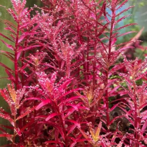 H'ra Red Rotala Rrotundifolia Aquarium Plants Live, Live Aquarium Tanks Rotala Aquatic Plants, No Root, 5 to 7 Stems, Live Aquarium Plants, Freshwater Aquarium for Planting Ponds