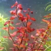 Super Red Ludwigia Aquarium Plants Live, 1 Bundle Ludwigia Aquatic Plants, No Root, 5 to 7 Stems, Live Aquarium Plants, Freshwater Aquarium for Planting