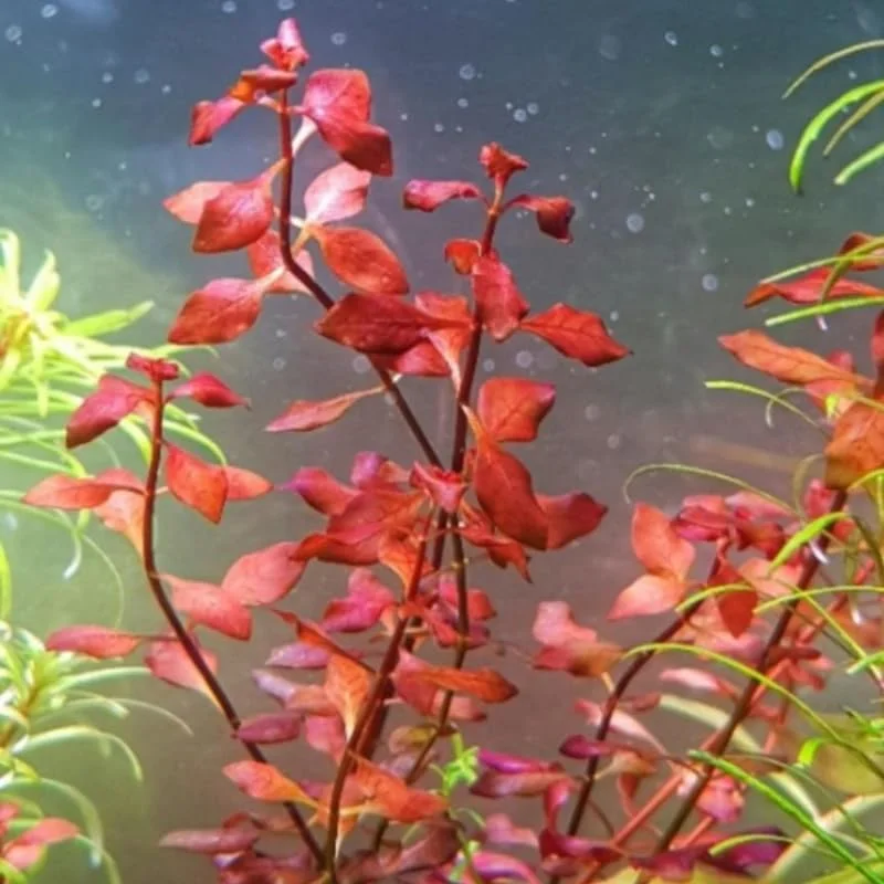 Super Red Ludwigia Aquarium Plants Live, 1 Bundle Ludwigia Aquatic Plants, No Root, 5 to 7 Stems, Live Aquarium Plants, Freshwater Aquarium for Planting