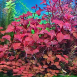 Super Red Ludwigia Aquarium Plants Live, Live Aquarium Tanks Ludwigia Aquatic Plants, No Root, 5 to 7 Stems, Live Aquarium Plants, Freshwater Aquarium for Planting Ponds