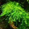 Weeping Moss Stems in A Cup 4Oz, Weeping Moss Live Plant for Aquarium, Weeping Moss for Aquarium, Bundle Live Weeping Moss for Planting