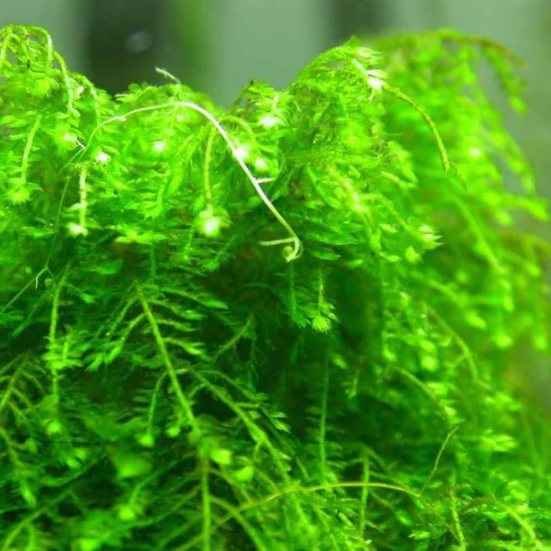 Weeping Moss Stems in A Cup 4Oz, Weeping Moss Live Plant for Aquarium, Weeping Moss for Aquarium, Bundle Live Weeping Moss for Planting