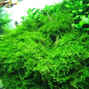 Weeping Moss Stems in A Cup 4Oz, Weeping Moss Live Plant for Aquarium, Weeping Moss for Aquarium, Bundle Live Weeping Moss for Planting