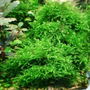 Weeping Moss Stems in A Cup 4Oz, Weeping Moss Live Plant for Aquarium, Weeping Moss for Aquarium, Bundle Live Weeping Moss for Planting