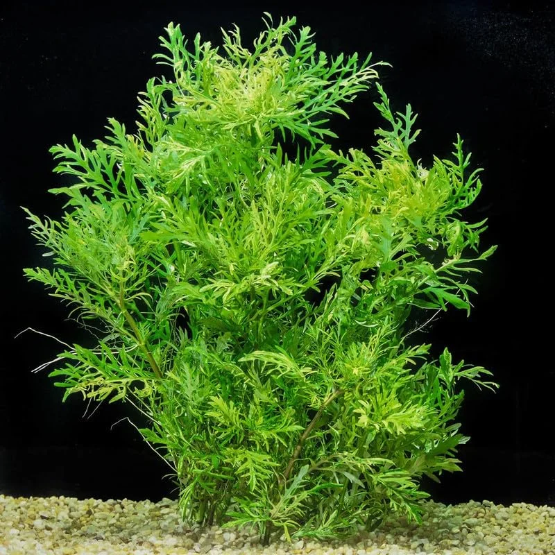 5-7 Water Wisteria Aquarium Live Plant Stems, Water Wisteria Live Aquatic Plants for Freshwater Aquarium, Live Aquarium Plants Freshwater Bundle