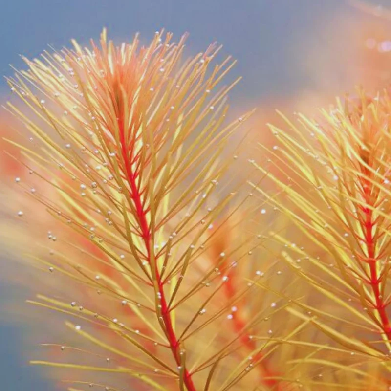 5-7 Rotala Wallichii Stems, Rotala Wallichii Live Aquarium Plants Freshwater Bundle Live Aquatic Plants for Freshwater Aquarium