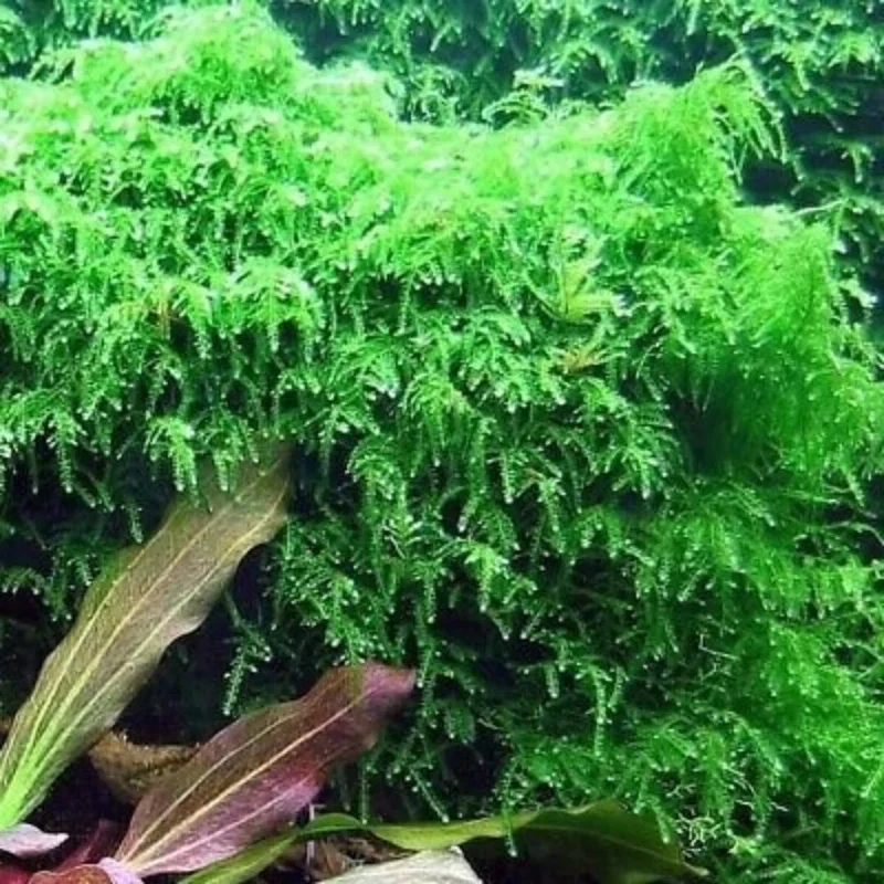 Weeping Moss Stems in A Cup 4Oz, Weeping Moss Live Plant for Aquarium, Weeping Moss for Aquarium, Bundle Live Weeping Moss for Planting