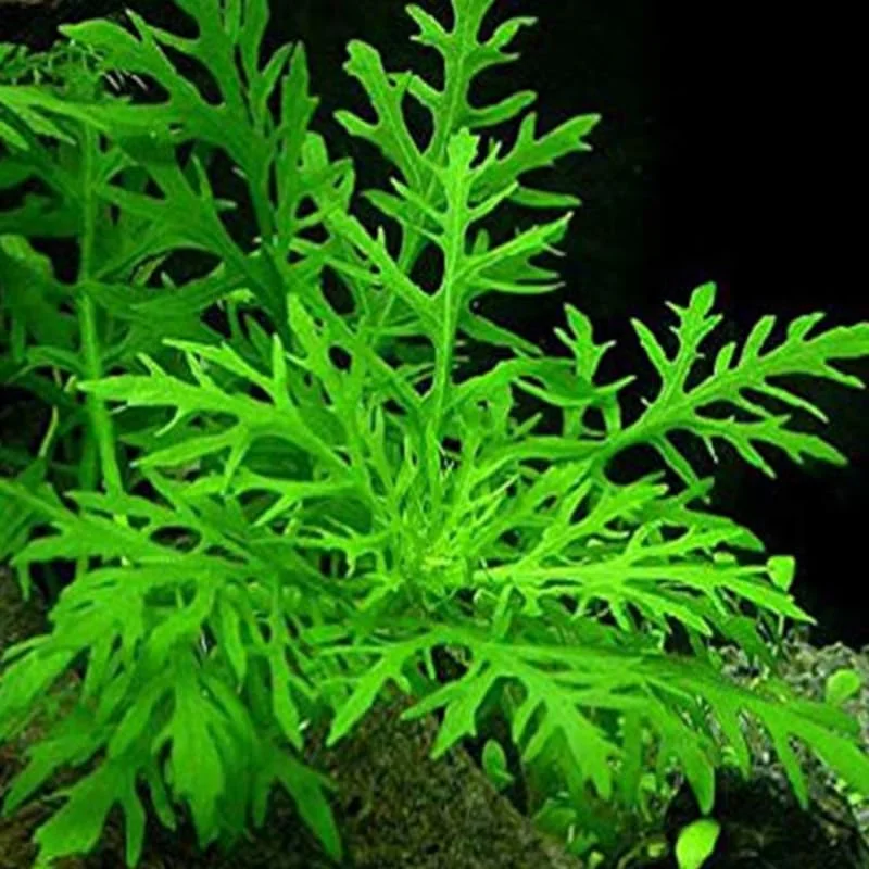 5-7 Water Wisteria Aquarium Live Plant Stems, Water Wisteria Live Aquatic Plants for Freshwater Aquarium, Live Aquarium Plants Freshwater Bundle