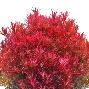 5-7 Rotala Rotundifolia Stems, Green to Red Rotala H’Ra Stems, Rotala Rotundifolia Live Aquarium Plant, Rotala Rotundifolia Red Live Aquatic Plants for Freshwater Aquarium