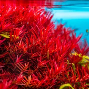 5-7 Rotala Rotundifolia Stems, Green to Red Rotala H’Ra Stems, Rotala Rotundifolia Live Aquarium Plant, Rotala Rotundifolia Red Live Aquatic Plants for Freshwater Aquarium