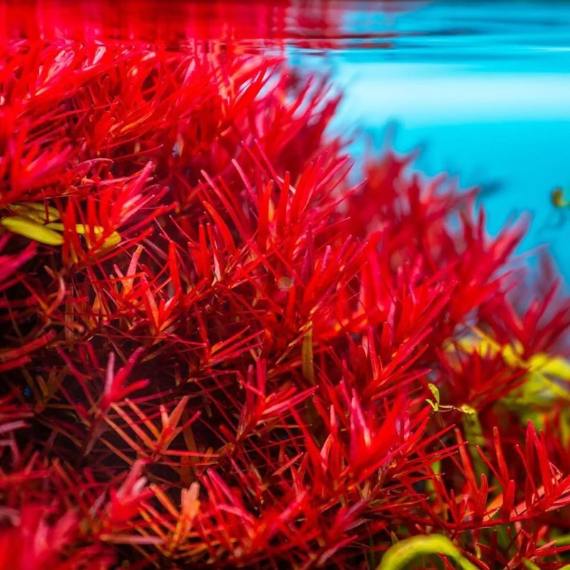 5-7 Rotala Rotundifolia Stems, Green to Red Rotala H’Ra Stems, Rotala Rotundifolia Live Aquarium Plant, Rotala Rotundifolia Red Live Aquatic Plants for Freshwater Aquarium