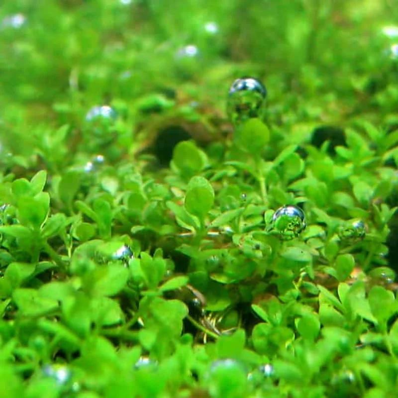 5-7 Dwarf Baby Tears Aquarium Live Plant Stems, Dwarf Baby Tears Live Aquatic Plants for Freshwater Aquarium Plants