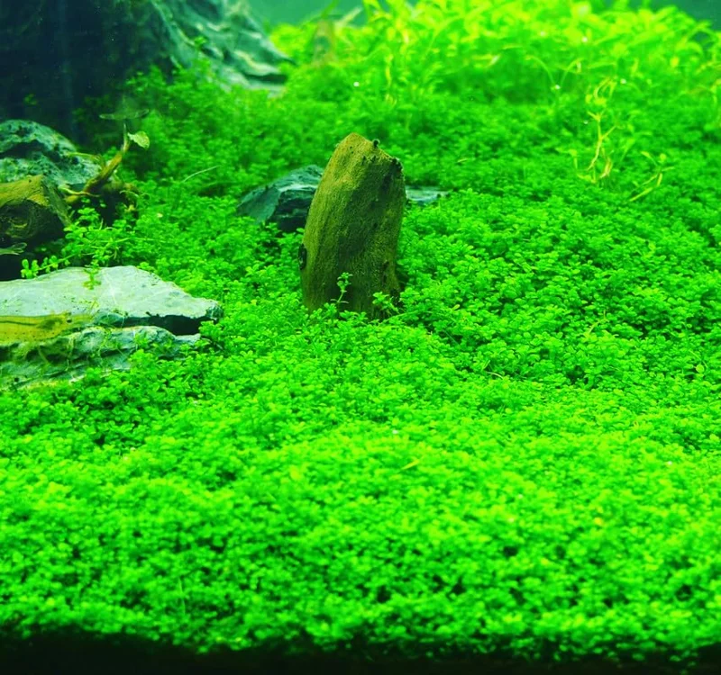 5-7 Dwarf Baby Tears Aquarium Live Plant Stems, Dwarf Baby Tears Live Aquatic Plants for Freshwater Aquarium Plants