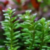 5-7 Rotala Indica Rotundifolia Stems, Rotala Aquarium Plants, Rotala Rotundifolia Live Aquarium Plants, Rotala Rotundifolia Live Aquatic Plants for Freshwater Aquarium