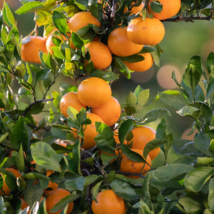 Live Satsuma Mandarin Tree, Mandarin Plant, Mandarin Live Plant, Mandarin Fruit Tree, Mandarin Orange Tree Plant Starter From 2 Feet Tall Potted